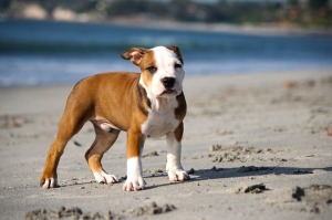 Puppy standing on sandy beach, showcasing playful demeanor and vibrant coat, illustrating the joy of pet ownership in a home environment.